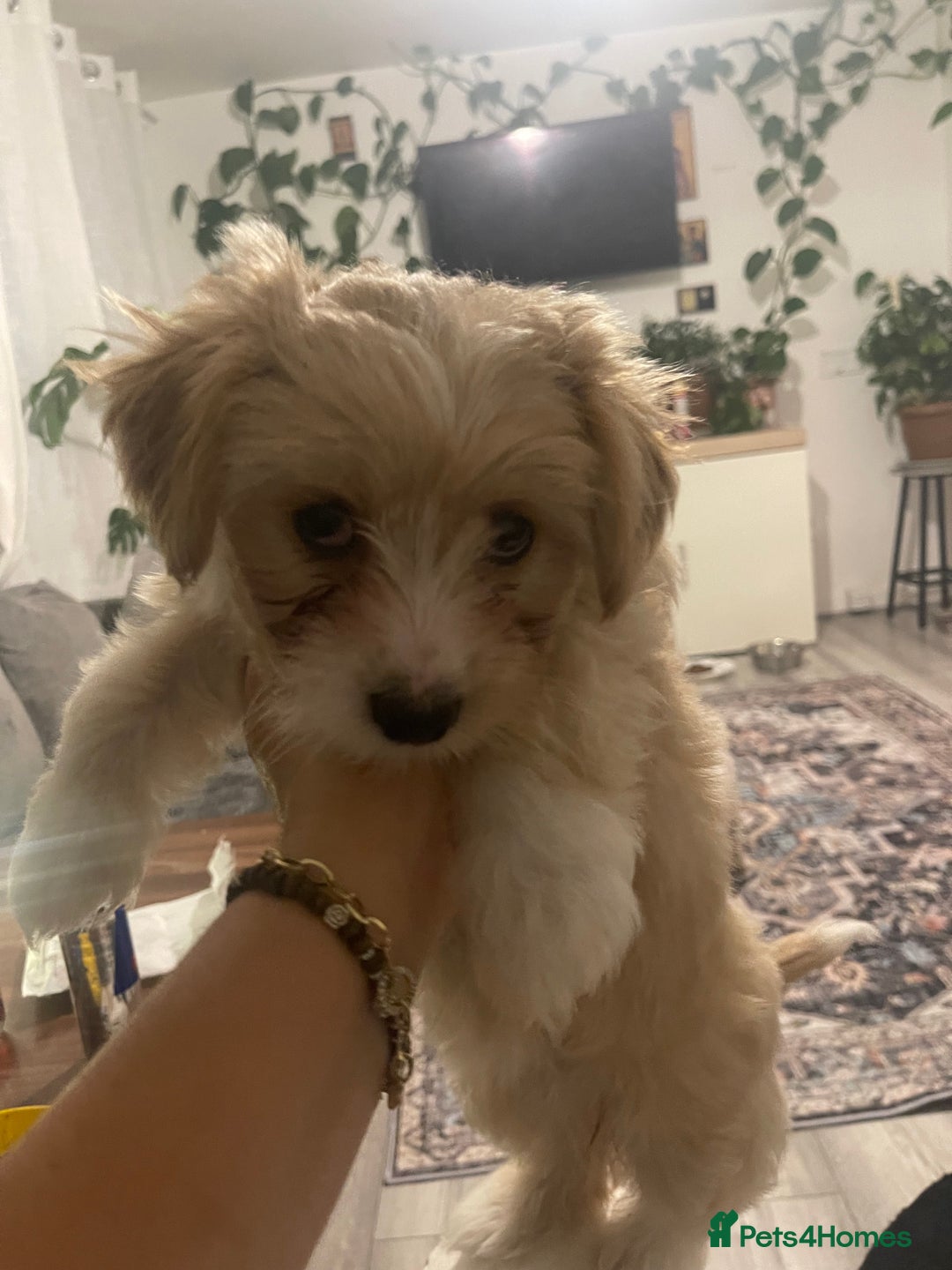 Morkie dogs for sale: Morkie  - Advert 5