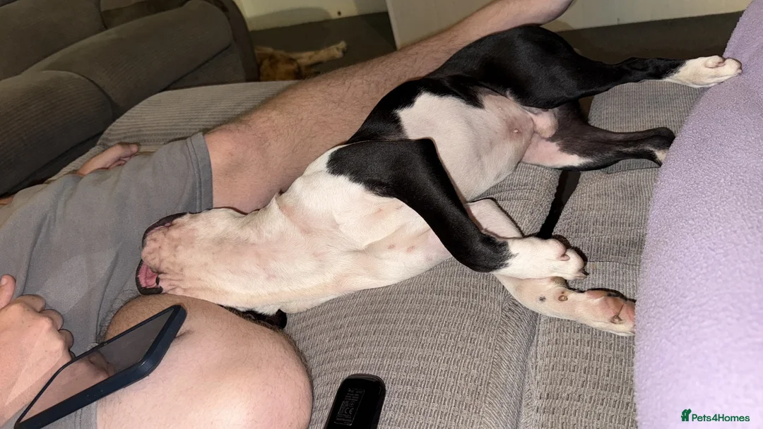 Boston Terrier dogs for sale: Beautiful Boston terrier  in Ashford - Advert 2