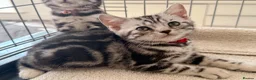 British Shorthair cats for sale: Outstanding GCCF Champion BSH Silver Tabby Kittens - Advert 5