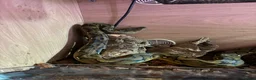 Mixed Breed reptiles for sale: Various snakes for sale  - Advert 3