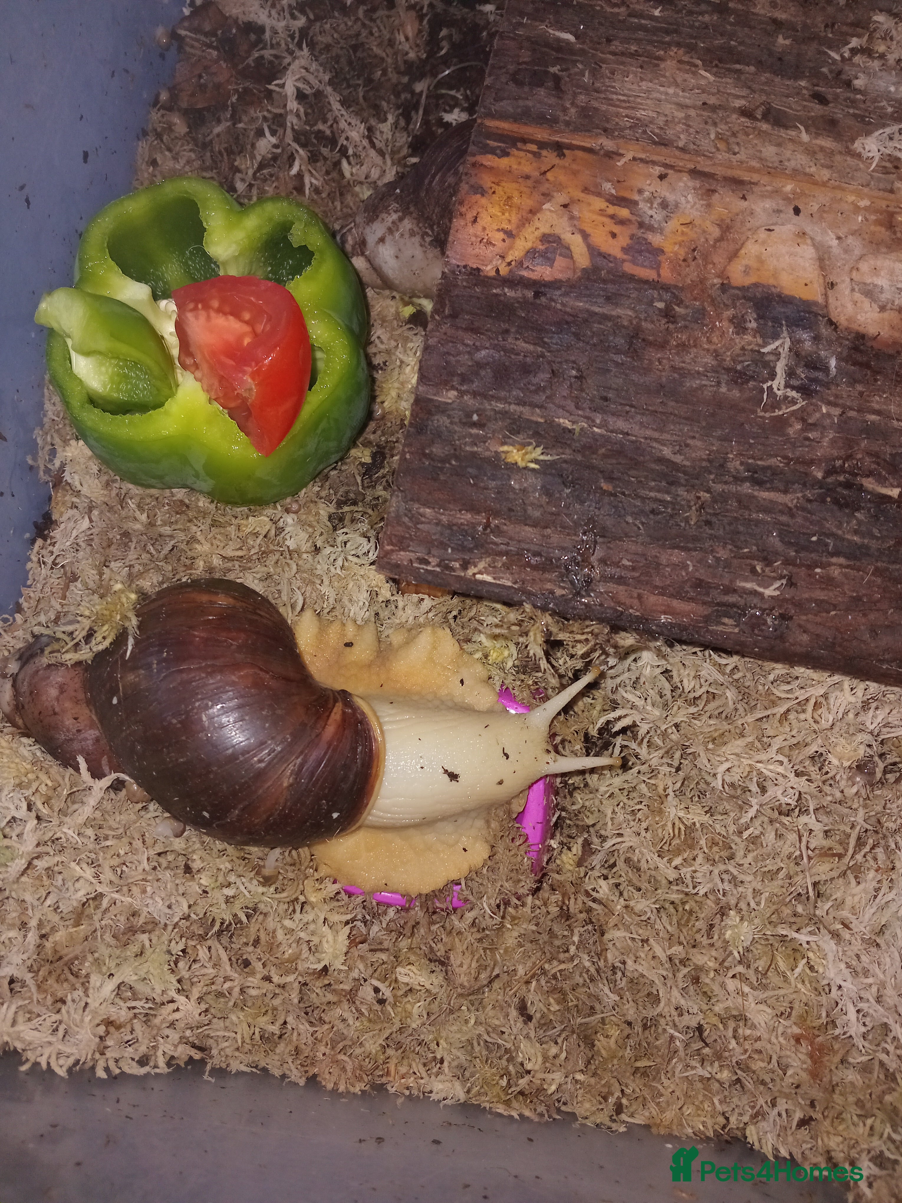Snails invertebrates Albino giant African land snails- Fulica - Advert 14