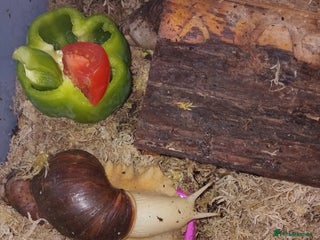 Snails invertebrates Albino giant African land snails- Fulica - Advert 14