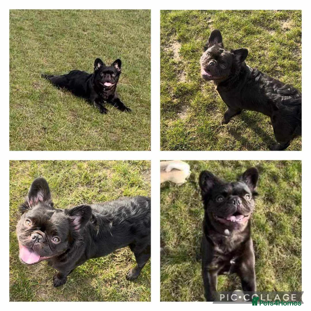 French Bulldog dogs for stud: Rfg tested aa lilac quad fluffy carrying testable in Sheffield - Advert 25