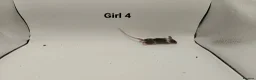 Mouse rodents for sale: 🐁August Mice Are Here!🐁 - Advert 10