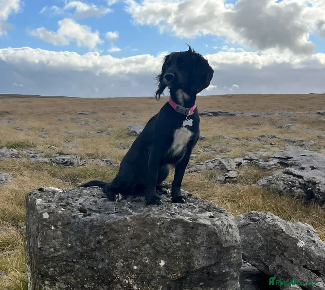 Cockapoo dogs for sale: Cockerpoo / cockapoo - Advert 2