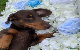 Miniature Dachshund dogs for sale: Loving Pair of Mini Dachshunds 🐶 🐶  - Image 6