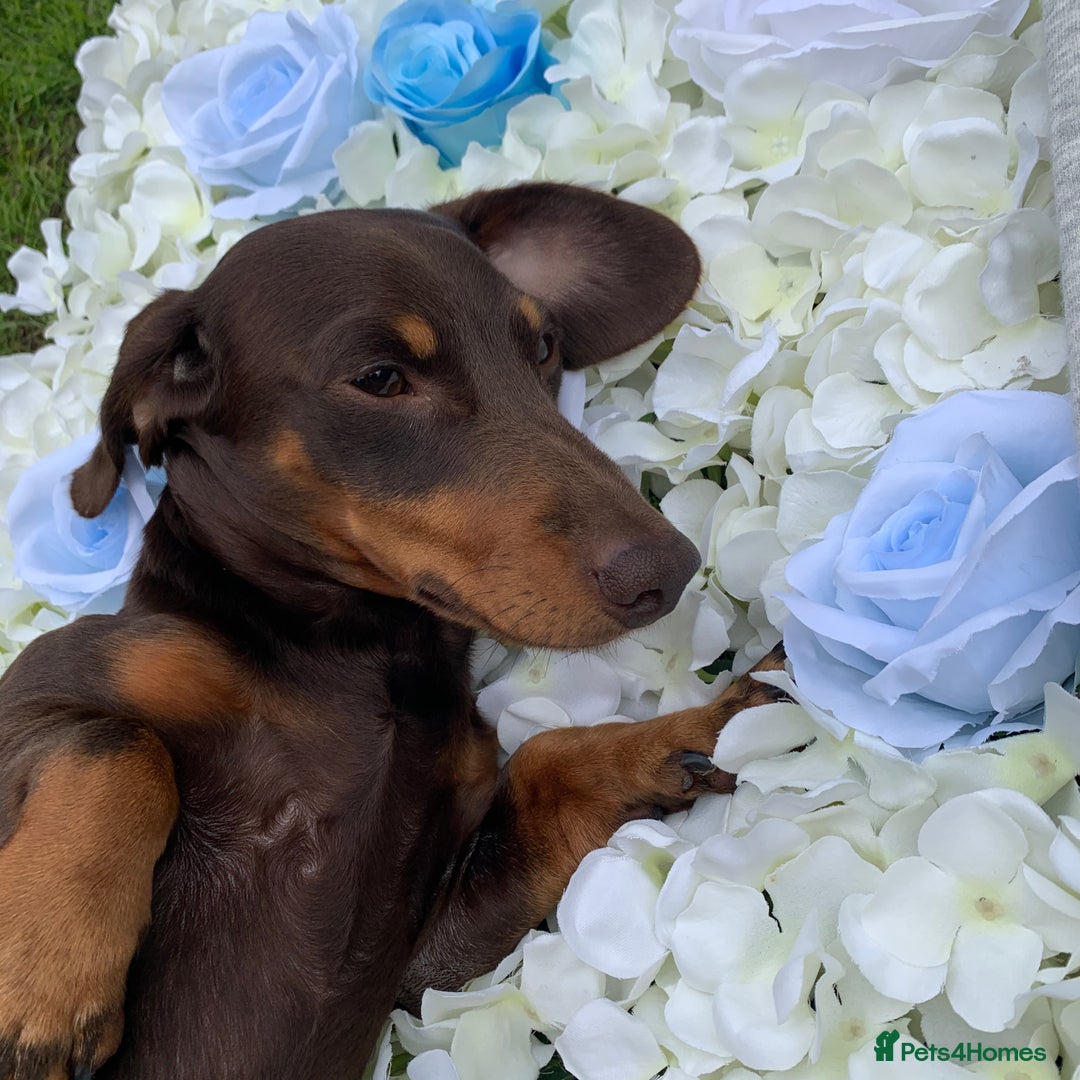 Miniature Dachshund dogs for sale: Loving Pair of Mini Dachshunds 🐶 🐶  - Image 6