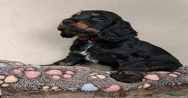 Cocker Spaniel dogs - Advert 7