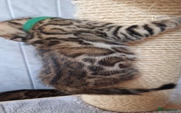 Bengal cats for sale: Pure Bengal kittens ❤️  - Image 14
