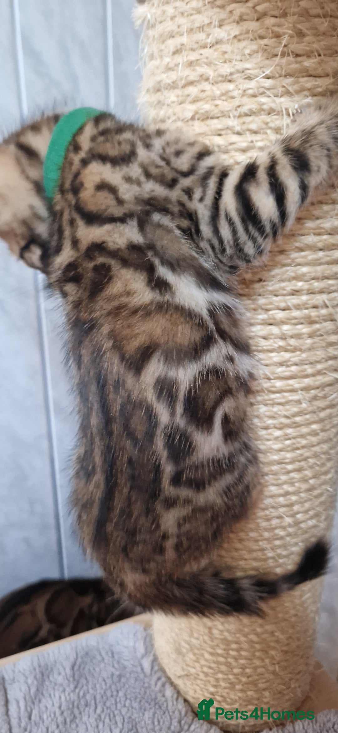 Bengal cats for sale: Pure Bengal kittens ❤️  - Image 14