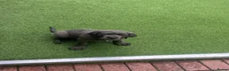 Cane Corso dogs for sale: Female cane corso puppy  in Manchester - Advert 6
