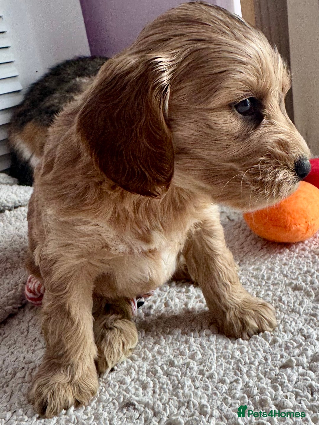 Cockapoo dogs for sale: Stunning show type cockapoo puppies  - Image 15