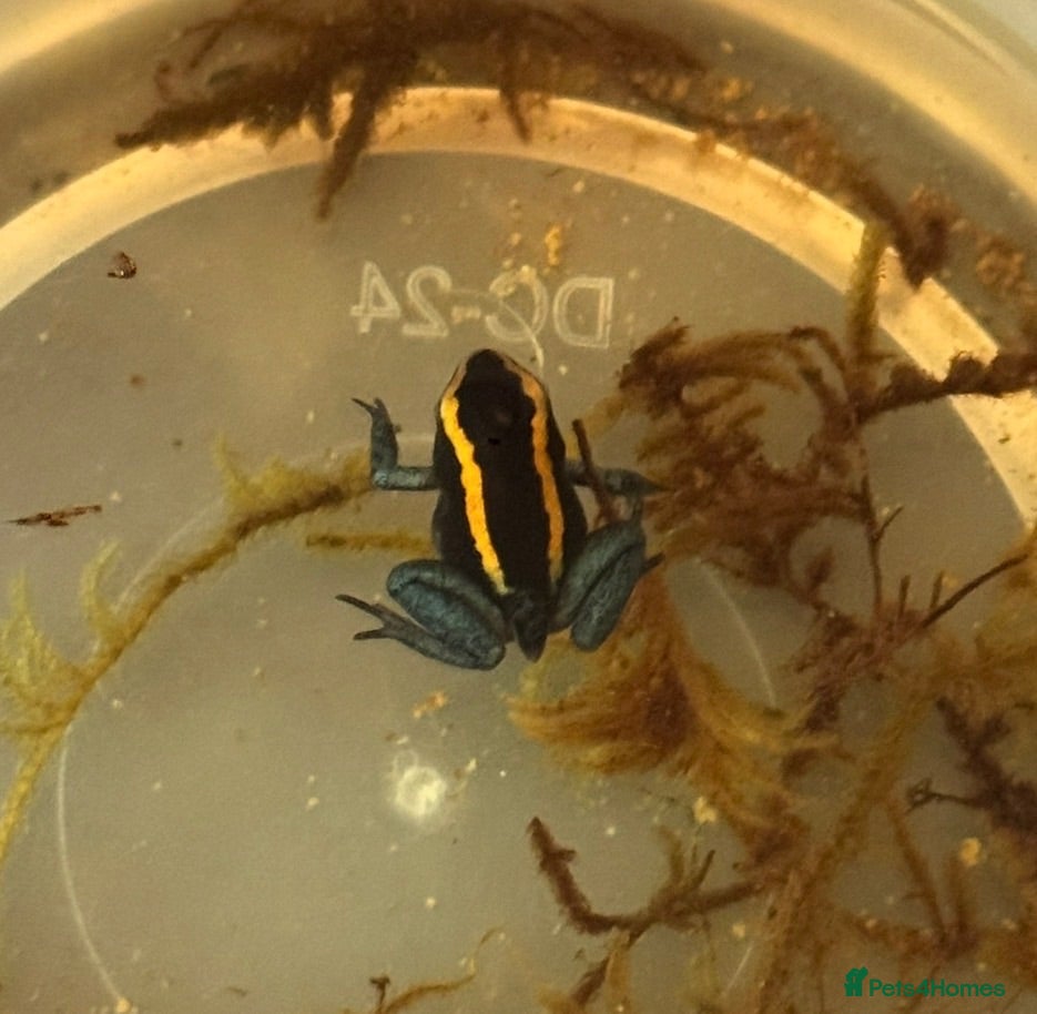 Frog reptiles Phyllobates Vittatus froglets - Advert 2