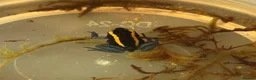Frog reptiles for sale: Phyllobates Vittatus froglets - Advert 2
