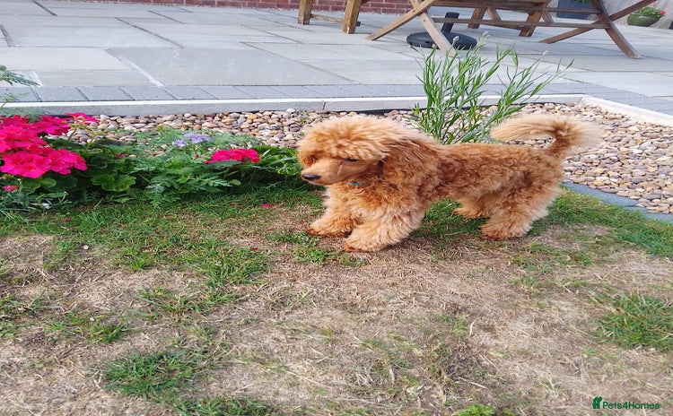 Toy Poodle dogs in Sleaford - Advert 15