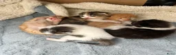 Maine Coon cats for sale: Maine coone cross kittens  - Advert 12
