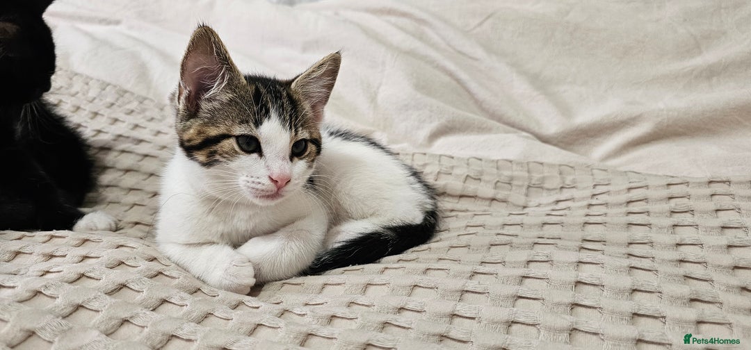 Mixed Breed cats for sale: Beautiful friendly kitties 💖 ready for homes 💕 - Image 26