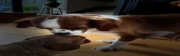 Cavalier King Charles Spaniel dogs for sale: KCR Cavalier King Charles Spaniel Puppies - Advert 32