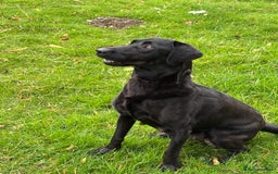 Labrador Retriever dogs for sale: Beautiful kennel club pups with impressive lines - Image 11