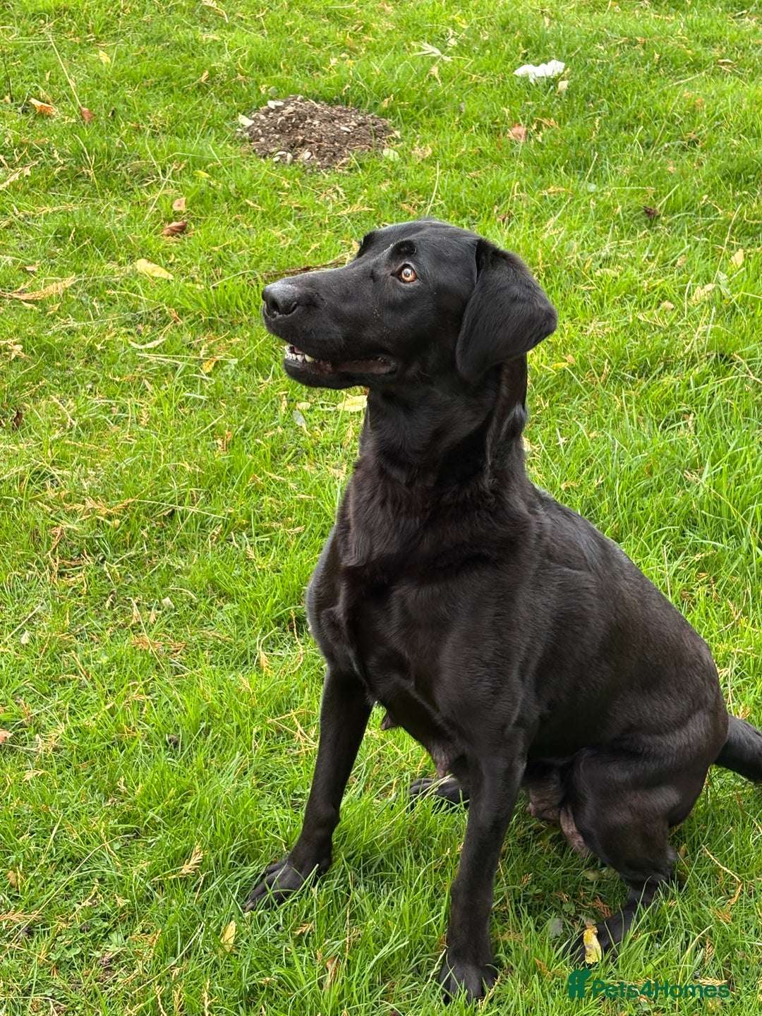 Labrador Retriever dogs for sale: Beautiful kennel club pups with impressive lines - Image 11
