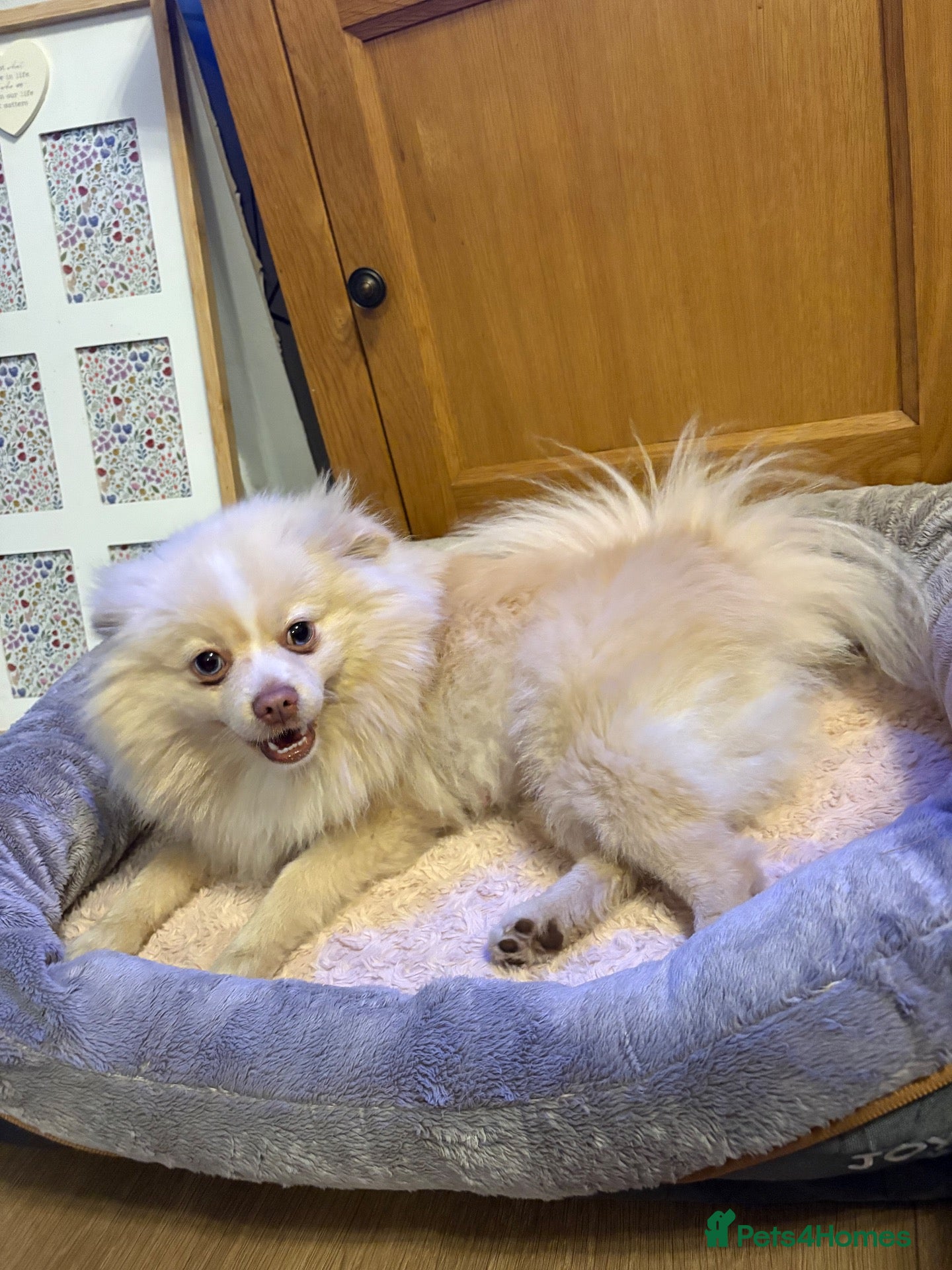 Pomeranian dogs for sale: Bear 🐻  - Advert 2