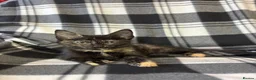 Mixed Breed cats for sale: 5 Gorgeous Kittens - Advert 22