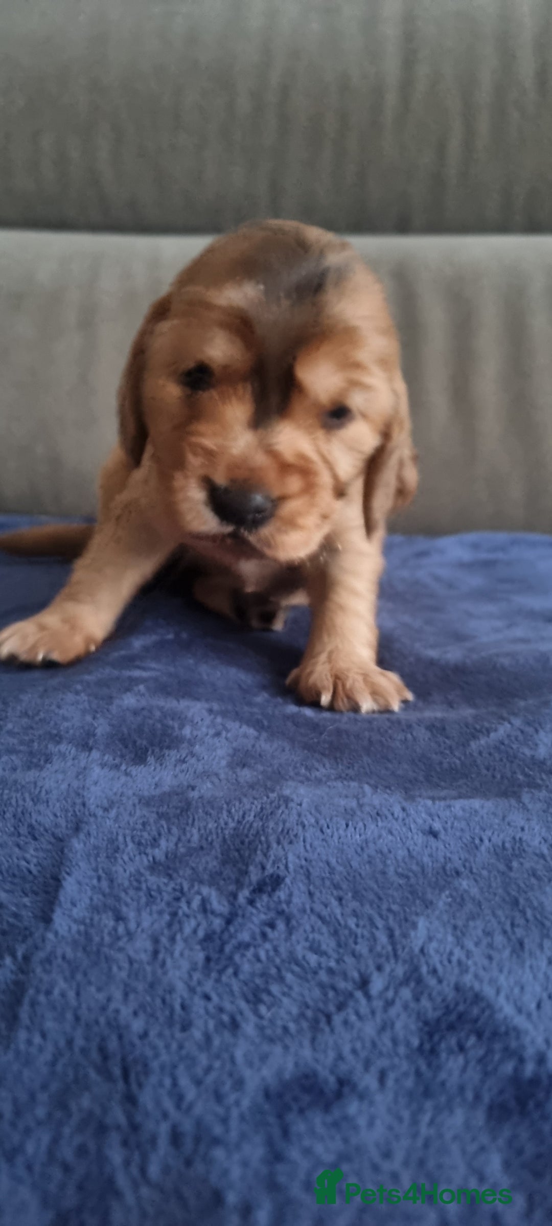 Cocker Spaniel dogs for sale: Charming English Show Cocker Spaniel Puppies  - Advert 23