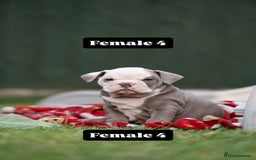 English Bulldog dogs for sale: English bulldog pups for sale  - Image 24