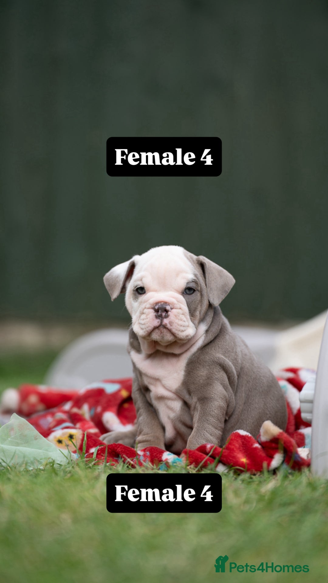 English Bulldog dogs for sale: English bulldog pups for sale  - Image 24