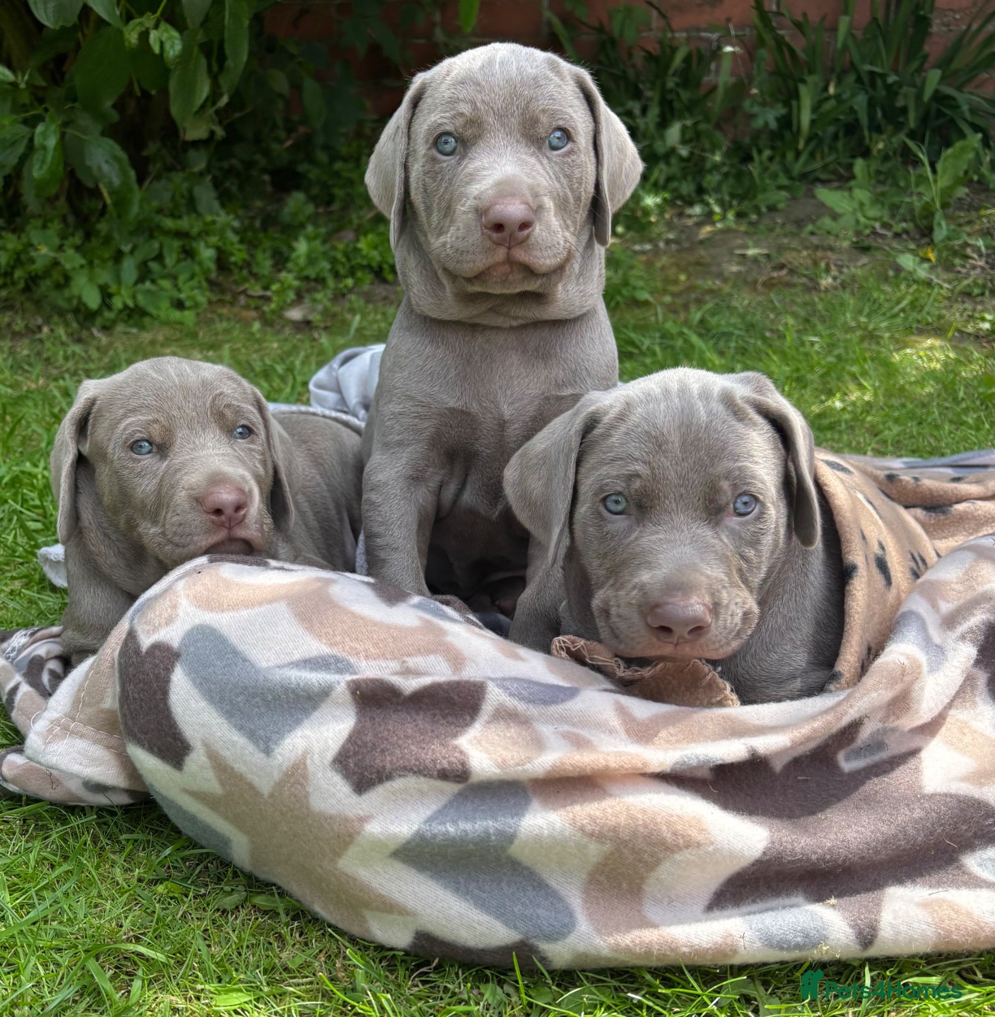 Mixed Breed dogs UNIQUE GHOST GREY DOBERMAN PUPPIES  - Advert 12