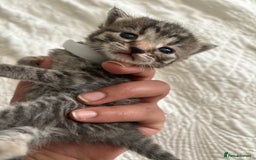 Maine Coon cats for sale: Adorable Kittens  - Image 18