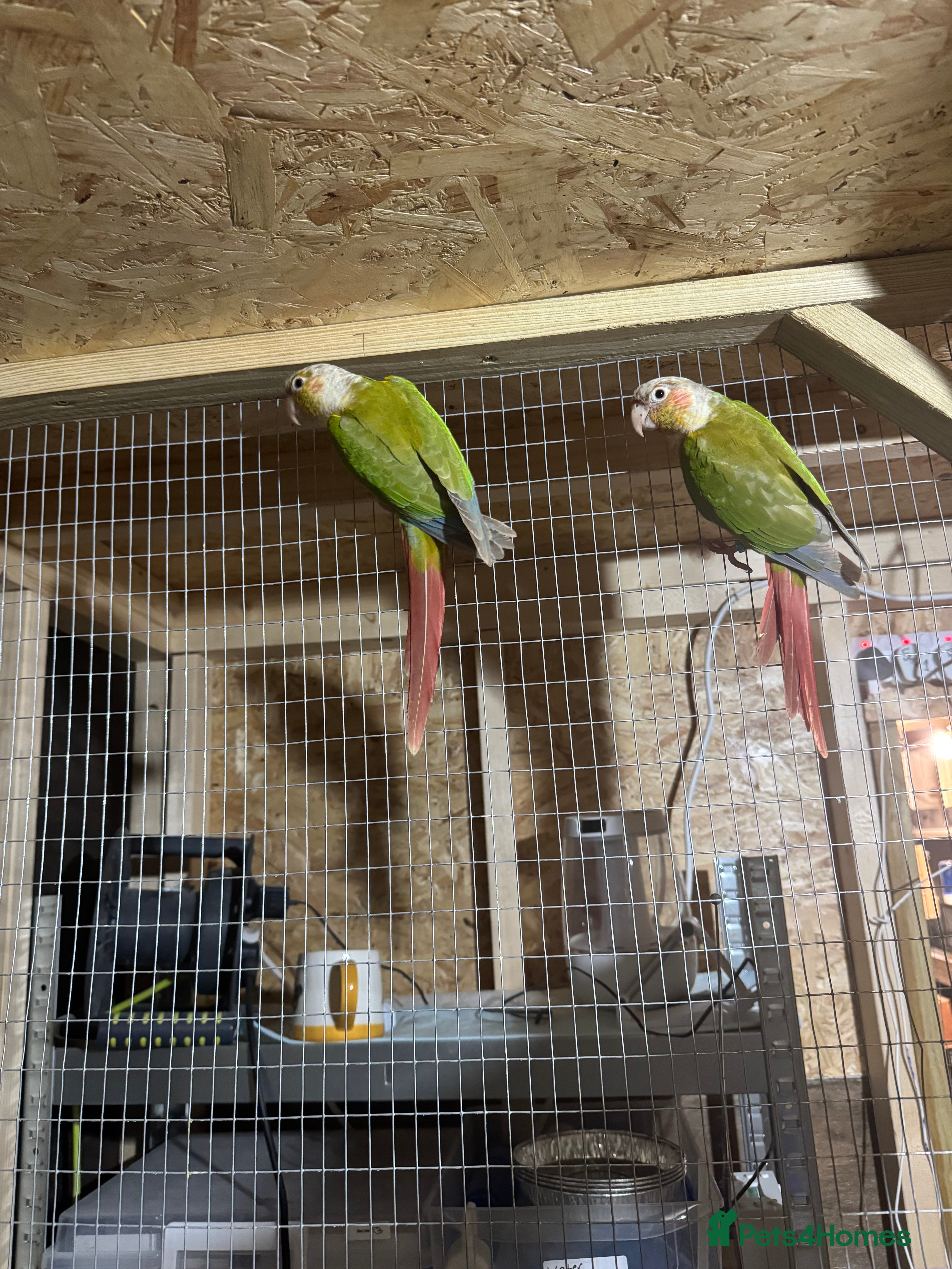 Parakeets birds Conures AVIARY BIRDS  - Advert 14