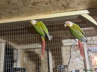 Parakeets birds Conures AVIARY BIRDS - Advert 14