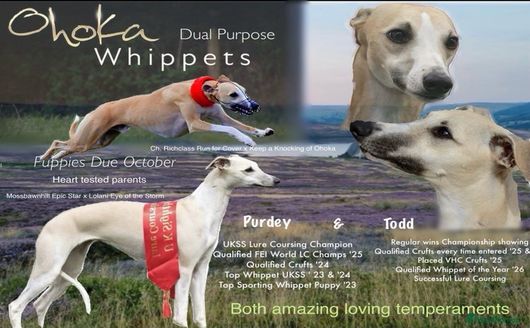Whippet dogs - Advert 5