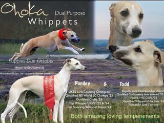 Whippet dogs - Advert 6