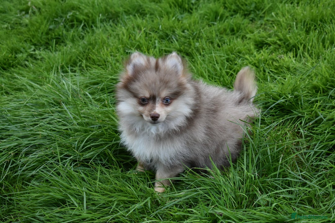 Pomsky dogs for sale: Merle Genuine Toy Size  Pomsky Puppies - Image 5