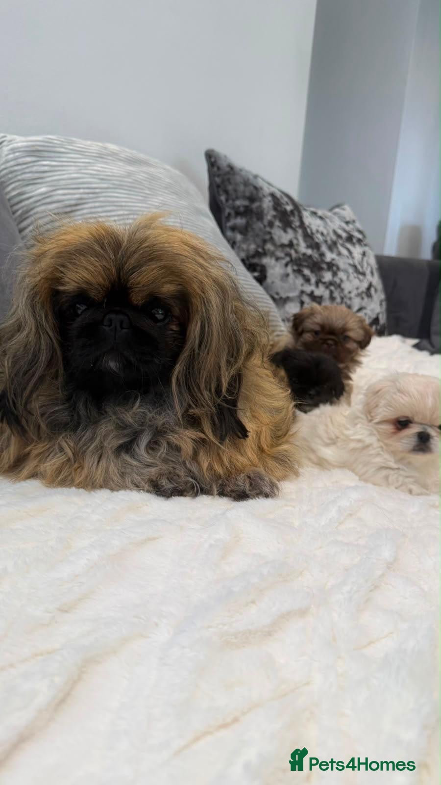 Pekingese dogs Pekingese pups  - Advert 1