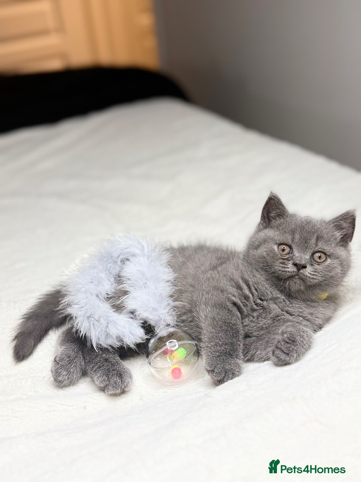 Scottish Fold cats Scottish straight  - Advert 16