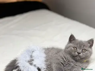 Scottish Fold cats Scottish straight - Advert 16