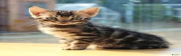 Bengal cats for sale: 3 TICA BENGAL BOYS – BROWN ROSETTED MALES – £850 - Advert 6