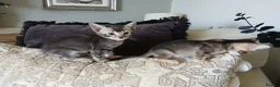 Bengal cats for sale: 🔥 STUNNING 3/4 BENGALS — BLUE MARBLED KITTENS!  - Advert 17