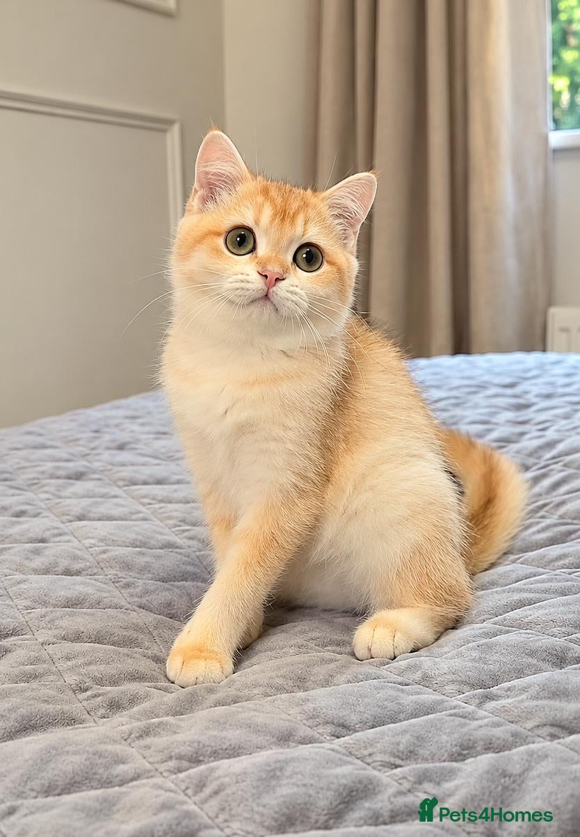 British Shorthair cats GCCF Chocolate Golden Girl | LAST ONE | Ready NOW - Advert 2