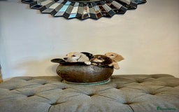 Miniature Dachshund dogs for sale: cream colour's KC miniture dachshund - Image 12