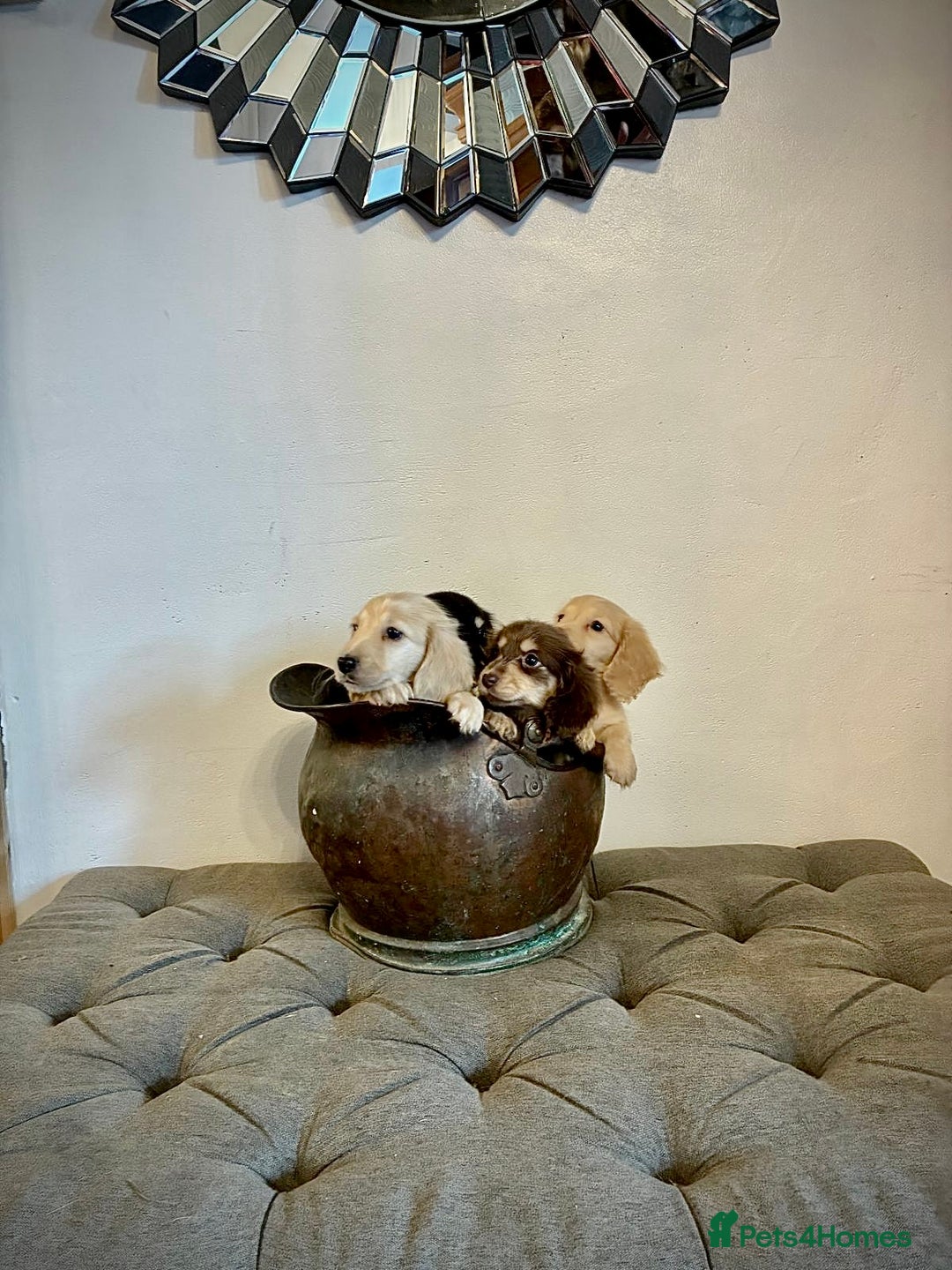 Miniature Dachshund dogs for sale: cream colour's KC miniture dachshund - Image 12