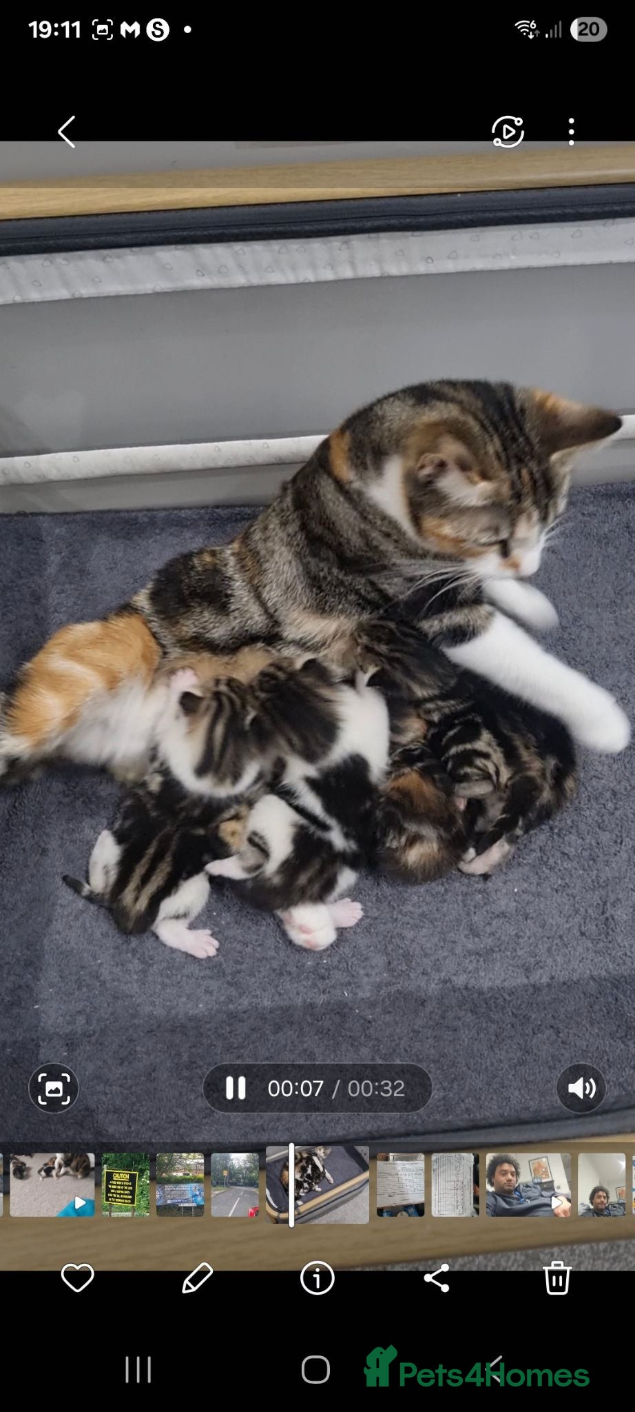 Mixed Breed cats Mixed Litter Kittens - Advert 2