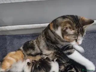 Mixed Breed cats Mixed Litter Kittens - Advert 1