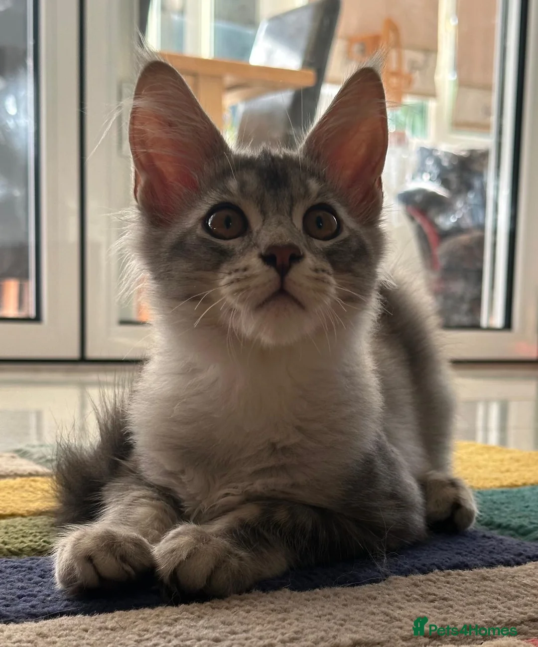 Maine Coon cats for sale: ✨ TICA Registered Maine Coon Boys ✨ - Advert 2