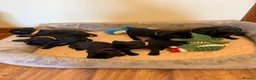 Staffordshire Bull Terrier dogs for sale: KC Black Puppies Ready Now - Advert 26