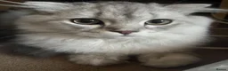 Scottish Fold cats for sale: Scottish Fold and straight  - Advert 8