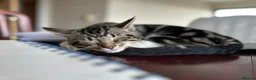 Mixed Breed cats for sale: Simba  - Advert 5